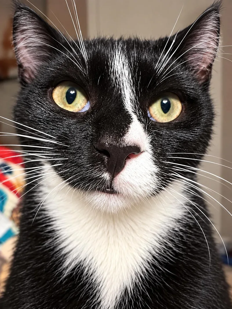 A baby medium-sized male Black & White / Tuxedo Tuxedo cat named Brandon H for adoption in Fresno, CA