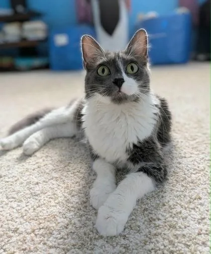 An adult medium-sized female Gray & White Domestic Medium Hair cat named Millie for adoption in Edmond, OK