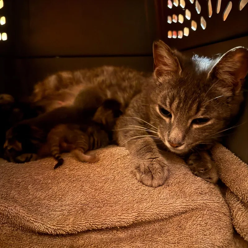 Ma Rainey thumbnail 3