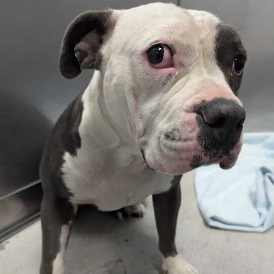 An adult large-sized female Gray / Blue / Silver Mixed Breed dog named Butterfly Goldfish for adoption in Davenport, IA