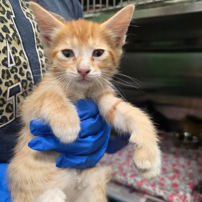 A baby small-sized male Orange / Red Domestic Short Hair cat named Damon for adoption in Mount Vernon, IN