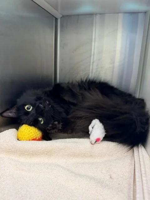 Binx Baby