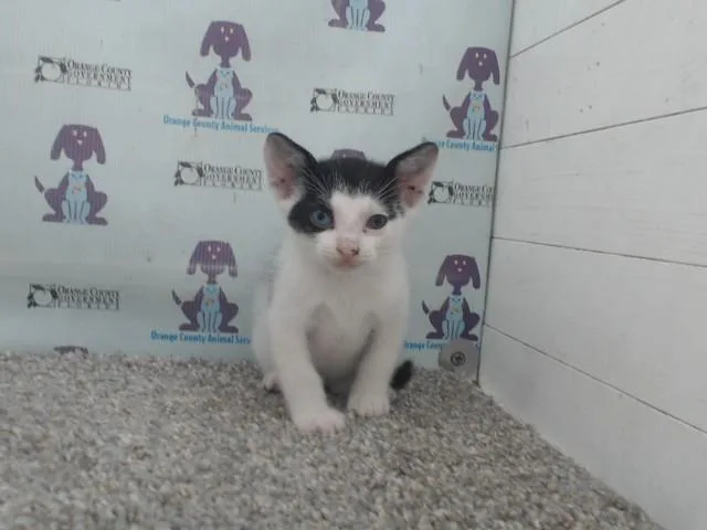 Cosmo