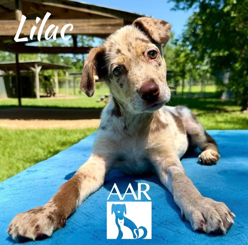 A baby medium-sized female Labrador Retriever dog named Lilac for adoption in Magnolia, TX