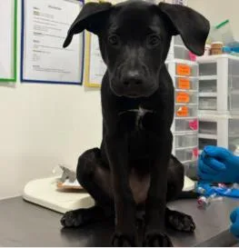 A baby medium-sized female Mixed Breed dog named Toast for adoption in West Chester, PA