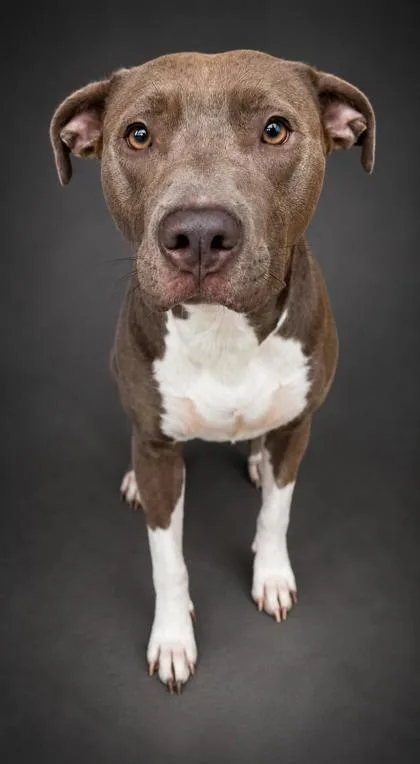 An adult large-sized female Pit Bull Terrier dog named Letti for adoption in Bowling Green, KY
