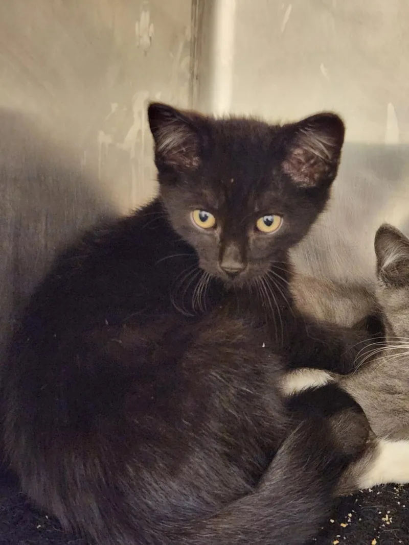 A baby small-sized male Domestic Short Hair cat named Rapscallion for adoption in Hagerstown, MD