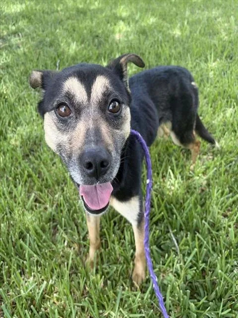 An adult medium-sized female Chihuahua dog named Maggie for adoption in Pasadena, TX