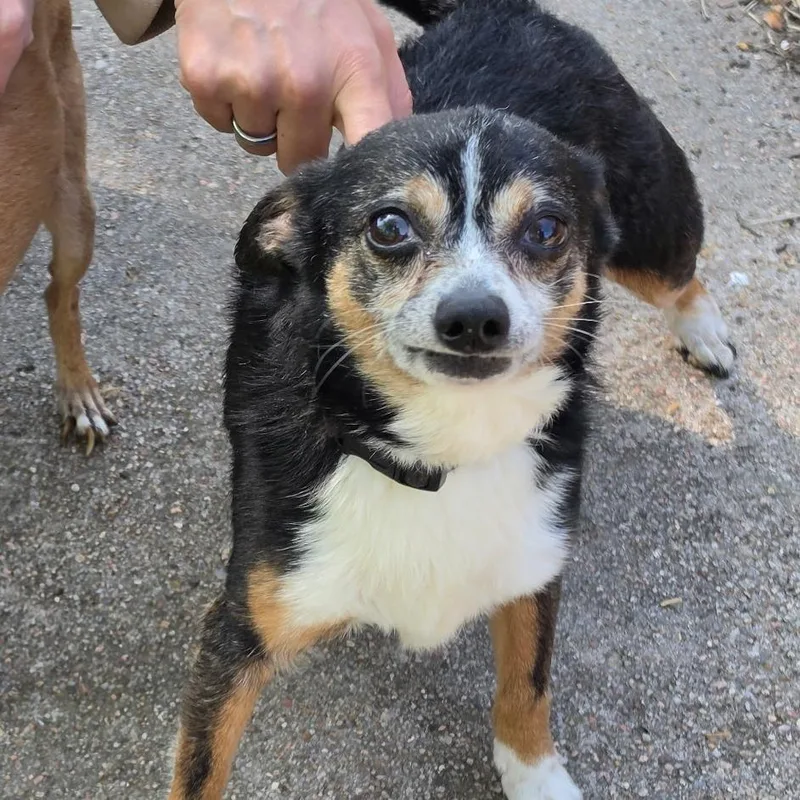 A senior small-sized male Black Chihuahua dog named Shorty for adoption in Wichita, KS