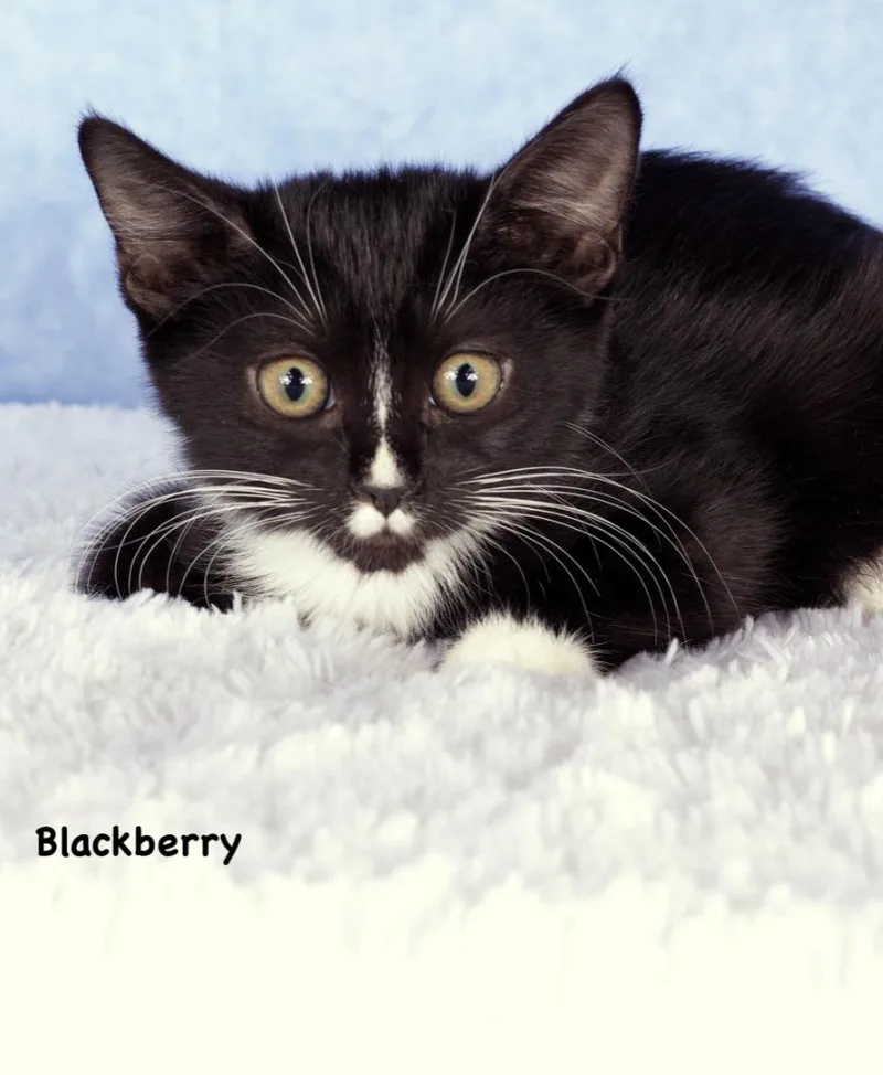 Blackberry