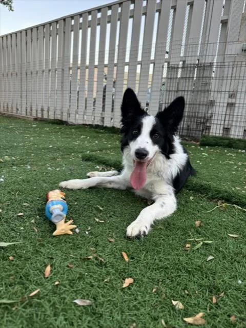 A young medium-sized male Border Collie dog named Hatchi for adoption in Fremont, CA