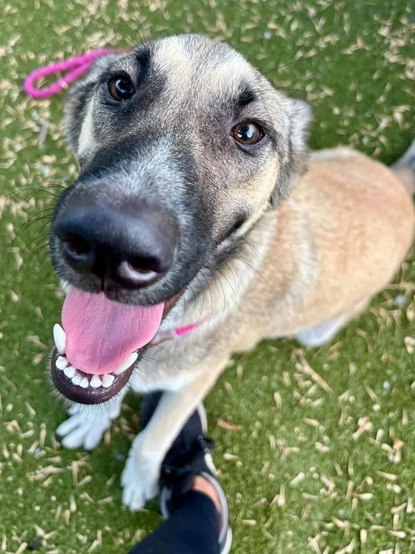 A young large-sized male Siberian Husky dog named Sherlock for adoption in Austin, TX