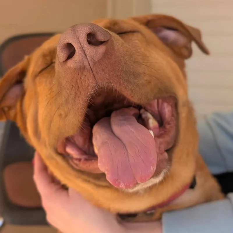 Wrangler thumbnail 3