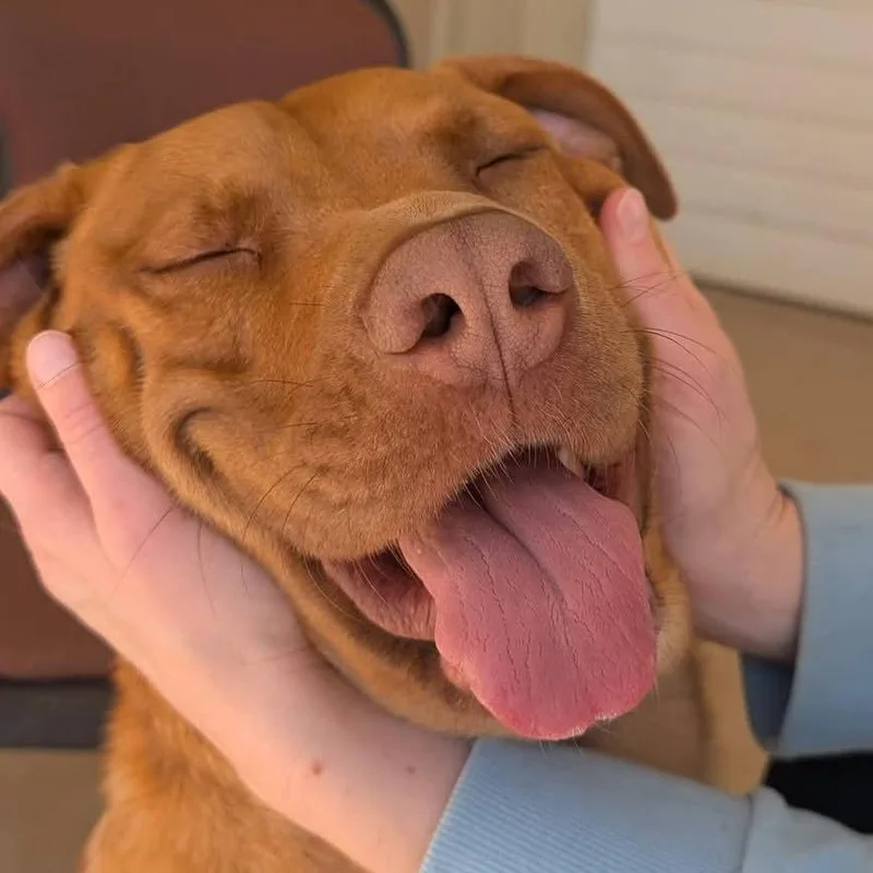 Wrangler thumbnail 4