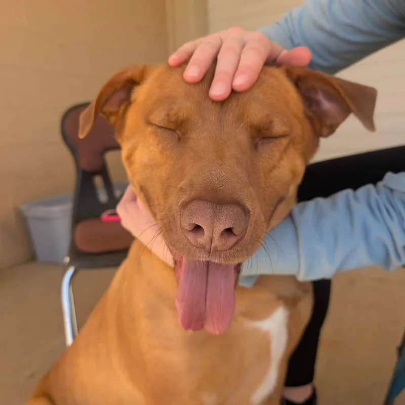 Wrangler thumbnail 6