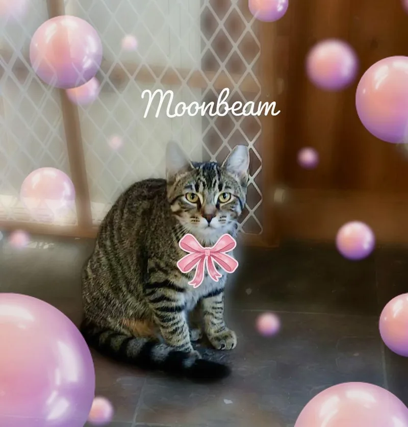 Moonbeam thumbnail 2