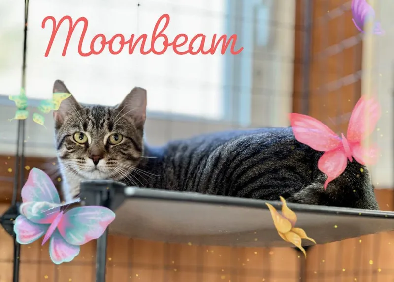 Moonbeam thumbnail 3