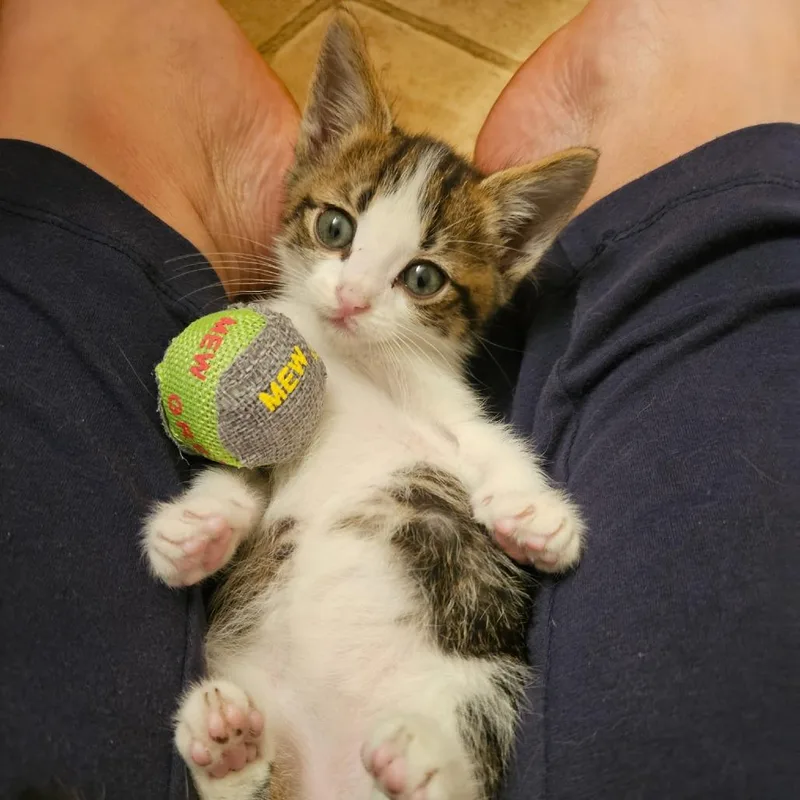 A baby small-sized male Brown / Chocolate Domestic Short Hair cat named Gizmo for adoption in Fort Worth, TX