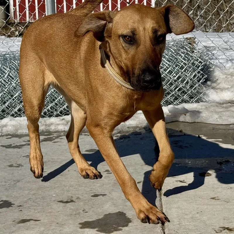 An adult medium-sized female Yellow / Tan / Blond / Fawn Mixed Breed dog named Blair for adoption in Red House, WV