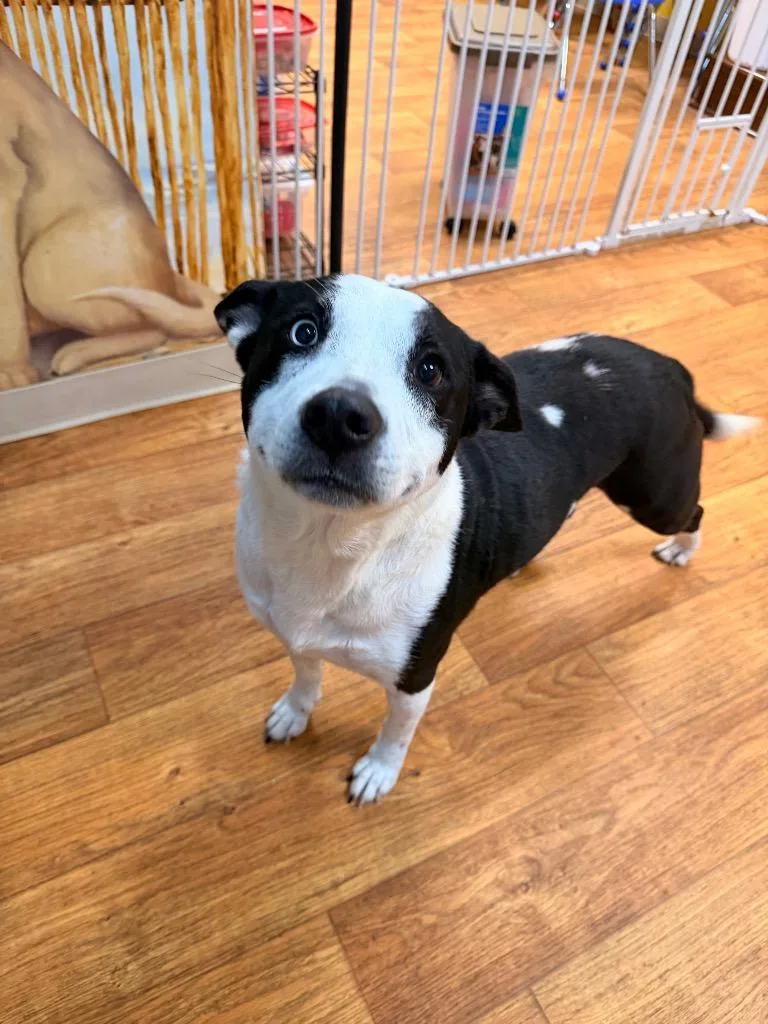 An adult large-sized female Mixed Breed dog named Oreo Bitty for adoption in Ocala, FL