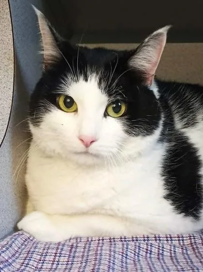 An adult large-sized male Black & White / Tuxedo Domestic Short Hair cat named Jack for adoption in Waupaca, WI