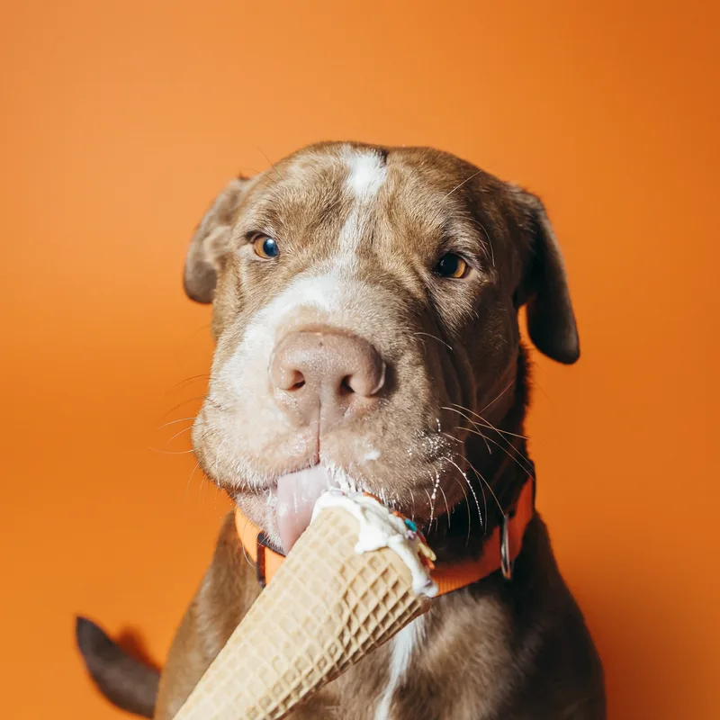 Miss Wiggles thumbnail 2