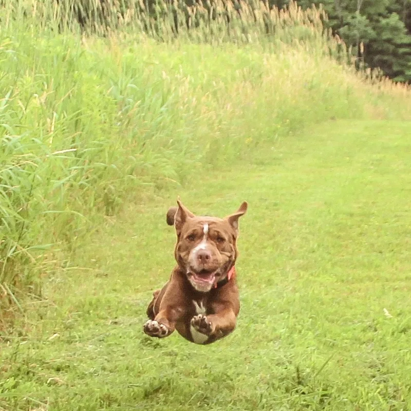 Miss Wiggles thumbnail 3