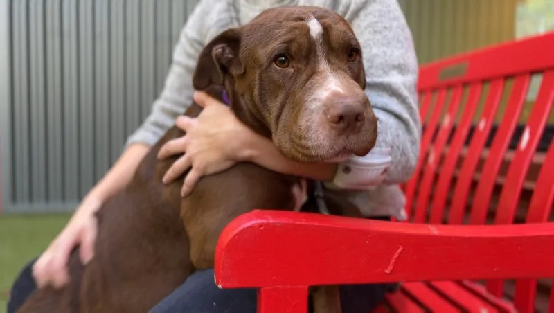 Miss Wiggles thumbnail 4