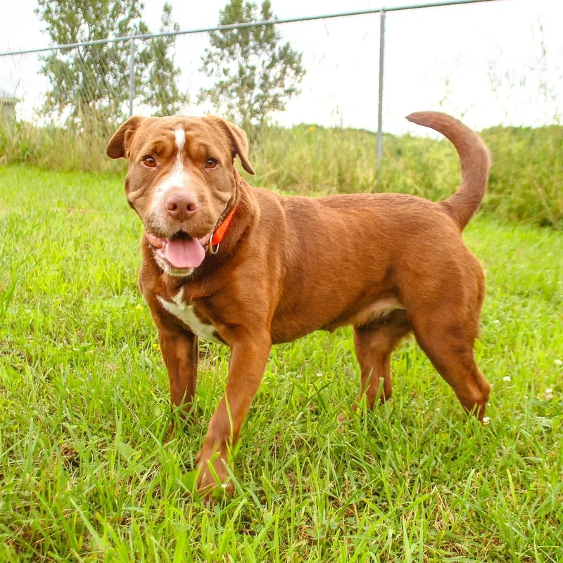 Miss Wiggles thumbnail 6