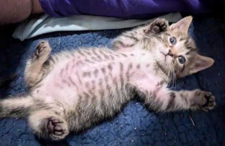 A baby medium-sized male Tabby (Brown / Chocolate) Domestic Short Hair cat named Paprika for adoption in Indianapolis, IN