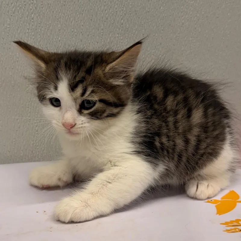 A baby small-sized male White Domestic Short Hair cat named Pixel for adoption in Tampa, FL