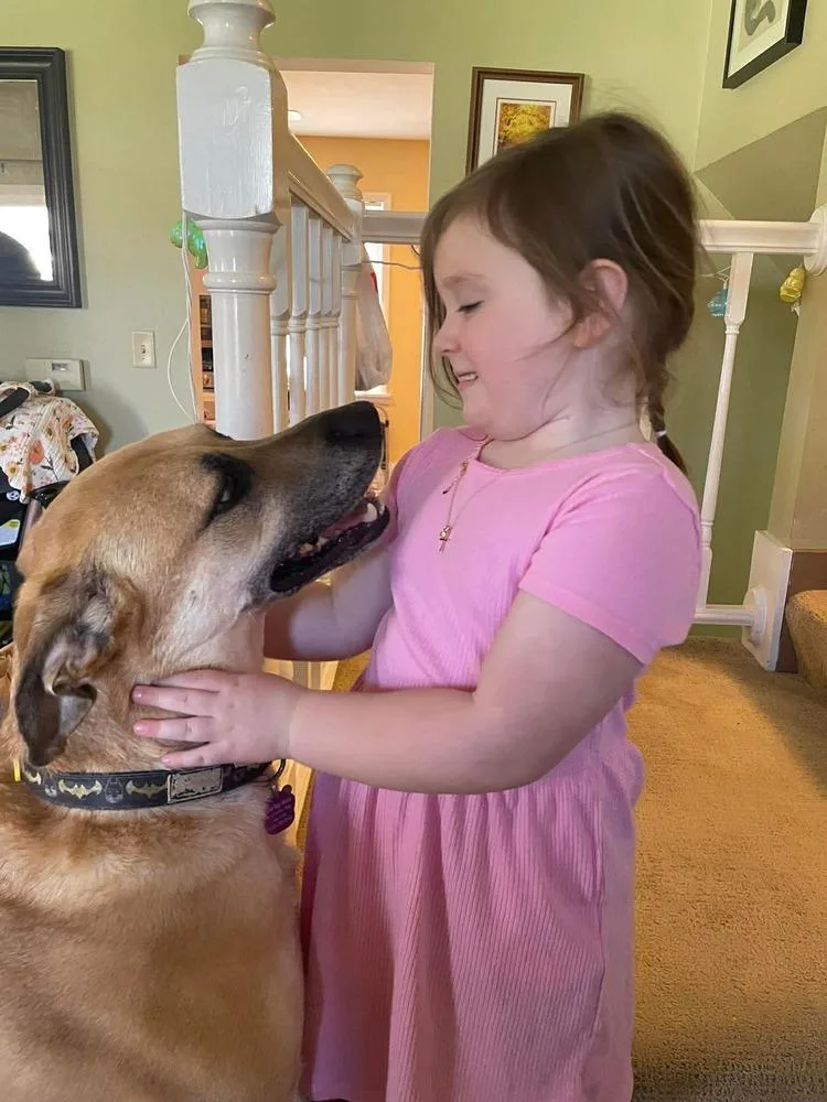 An adult large-sized male Brown / Chocolate German Shepherd Dog dog named Merle for adoption in Madison, WI