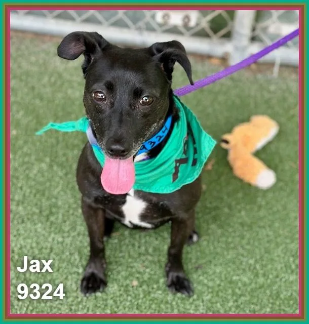 Jax thumbnail 2
