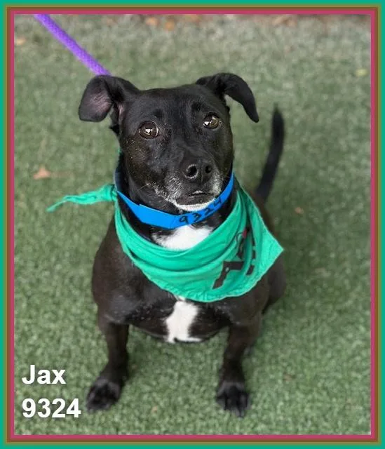 Jax thumbnail 3