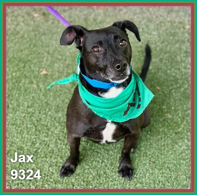 Jax thumbnail 4