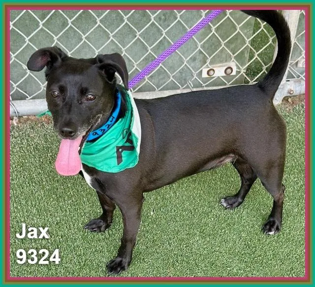 Jax thumbnail 5