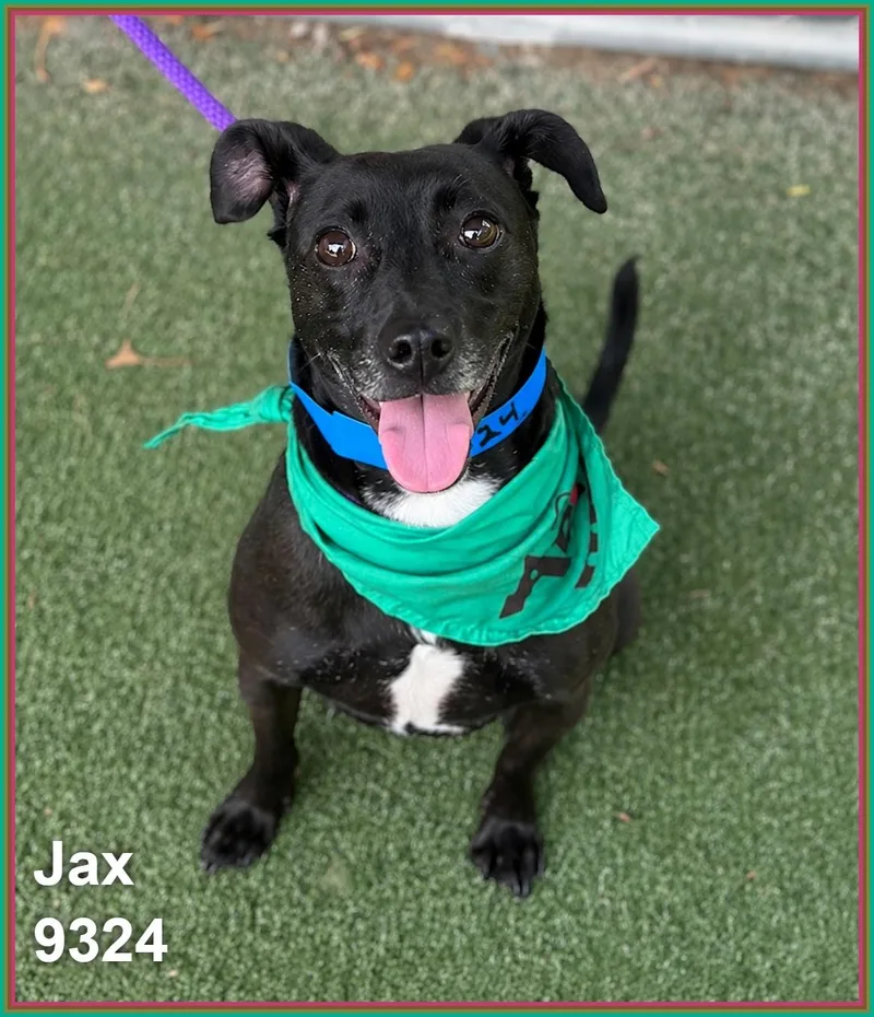 Jax thumbnail 6