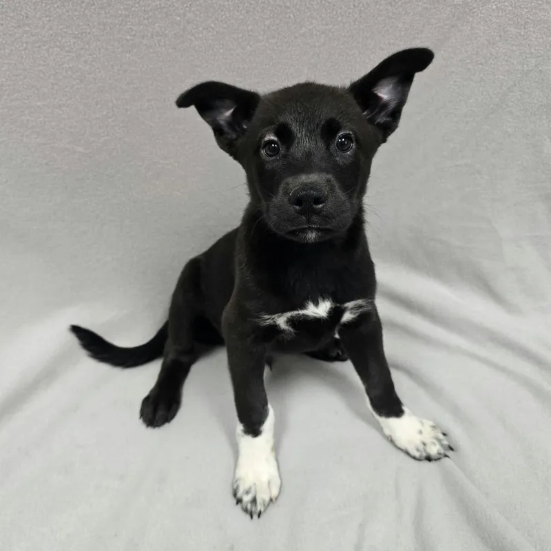 A baby large-sized male Mixed Breed dog named Pup for adoption in Frankfort, IN