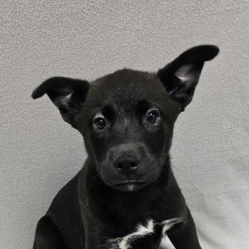 Pup thumbnail 2