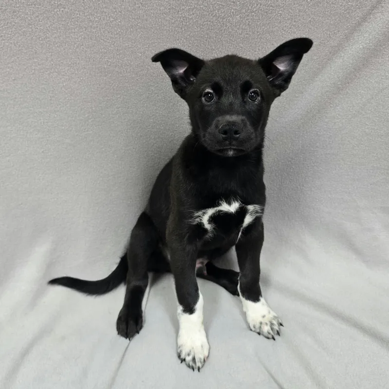 Pup thumbnail 4