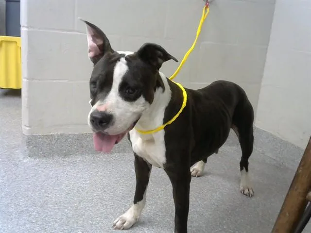 An adult medium-sized female Pit Bull Terrier dog named A for adoption in Pasadena, TX