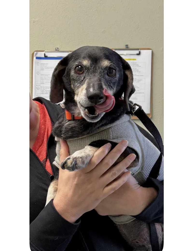 A senior small-sized male Dachshund dog named Sir William for adoption in Austin, TX