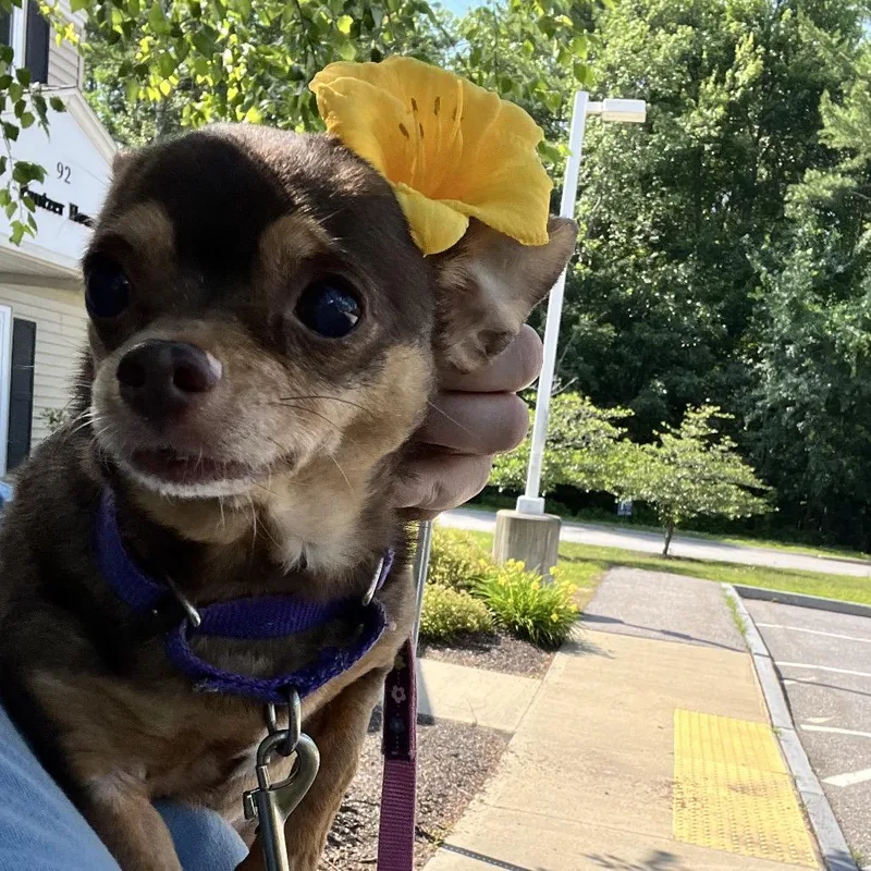 A senior small-sized female Brown / Chocolate Chihuahua dog named Pip for adoption in Bedford, NH
