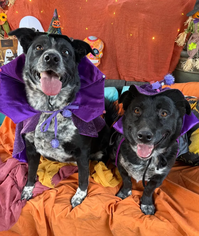 Austin  Happy  thumbnail 3