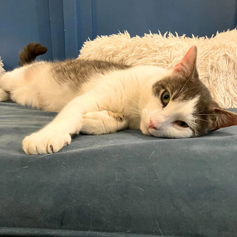 An adult medium-sized male Domestic Short Hair cat named Chugach for adoption in Brooklyn, NY