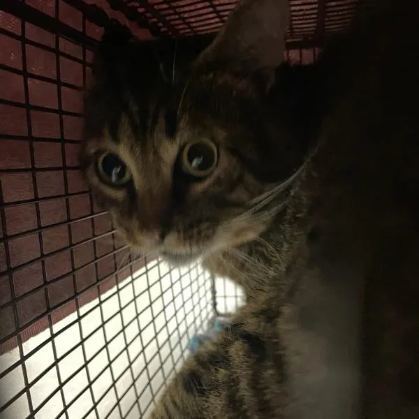 An adult small-sized male Domestic Short Hair cat named Sabre for adoption in Des Moines, IA