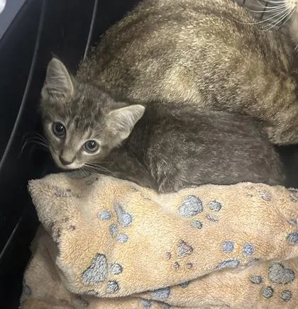 A baby small-sized male Domestic Short Hair cat named Kent for adoption in Palm Coast, FL