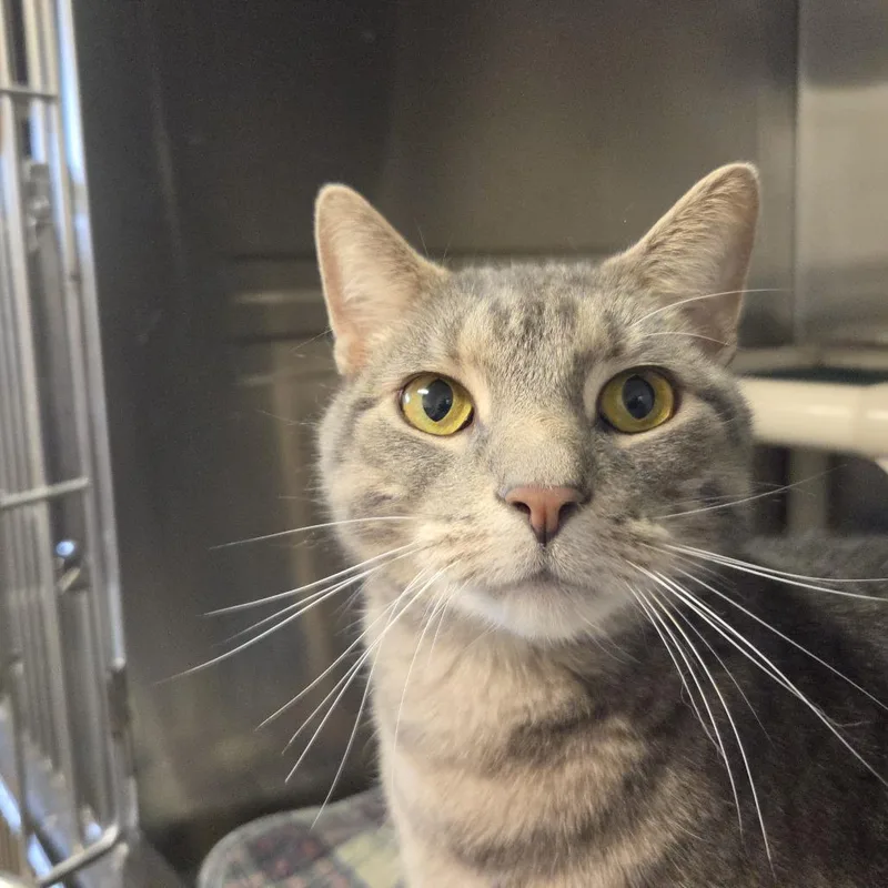 An adult large-sized male Domestic Short Hair cat named Bomani for adoption in Rock Falls, IL