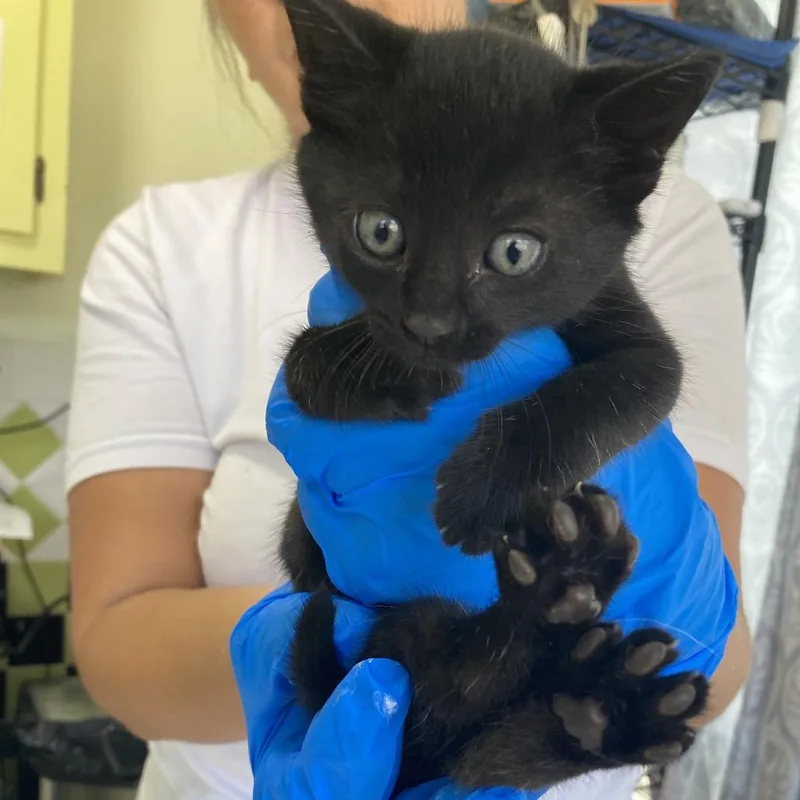A baby small-sized female Black Domestic Short Hair cat named Figgy for adoption in Volcano, HI