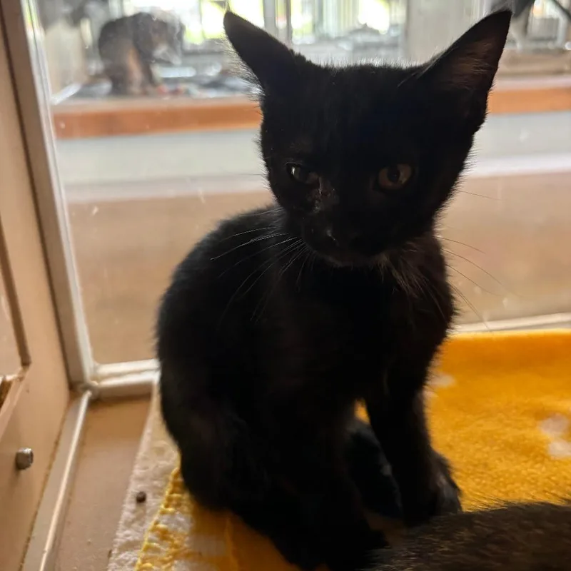 A baby small-sized male Black Domestic Short Hair cat named Lil Fred for adoption in Leander, TX